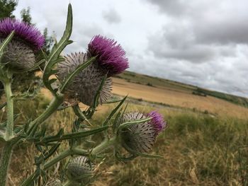 Close-up of thistle blooming on field against sky