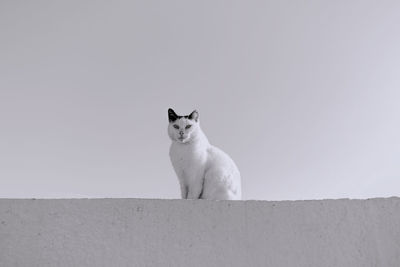 Low angle portrait of cat sitting on retaining wall against sky