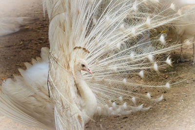 Close-up of a peacock