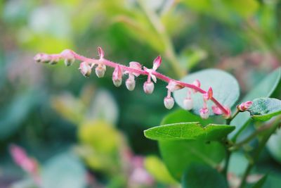 Close-up of water drops on plant