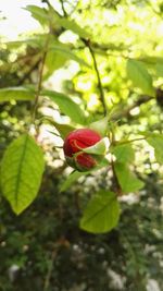 Close-up of red flower growing on plant