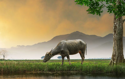 Elephant in a field