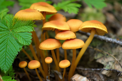 Close-up of mushrooms growing on field