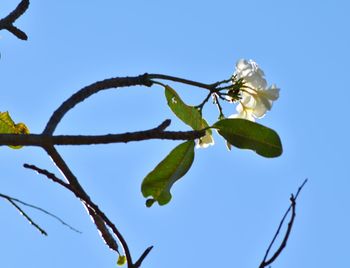 Low angle view of flowering plant against blue sky