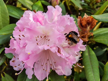 Close-up of bee pollinating on pink flower