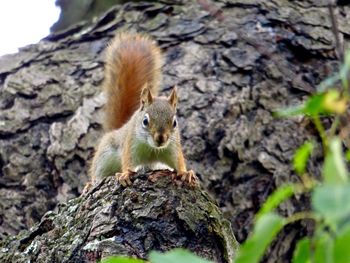 Low angle portrait of squirrel on tree trunk
