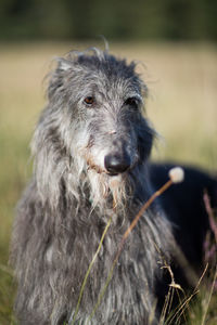 Close-up of dog