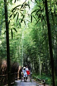 People walking on bamboo trees in forest