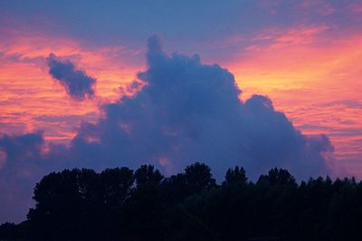 Silhouette of trees at sunset