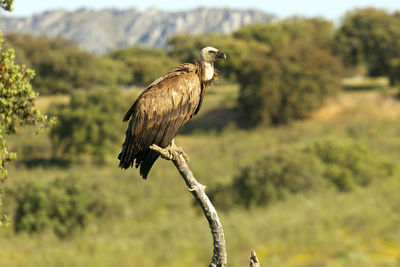 Bird perching on a tree