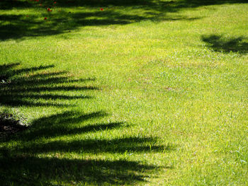 Sunlight falling on grassy field