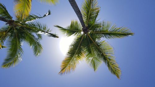 Low angle view of palm tree against clear blue sky