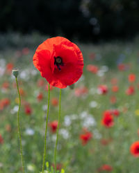 Close-up of red poppy flower on field