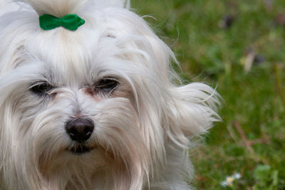 Close-up portrait of white dog on field