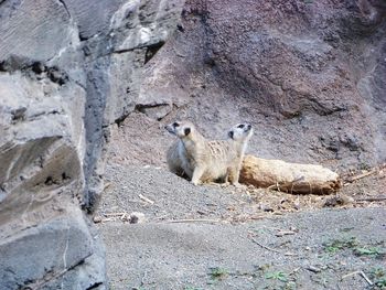 Sheep in a rock