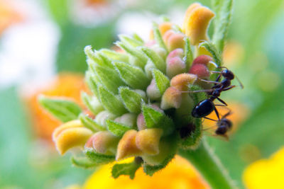 Close-up of ants on flower