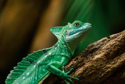 Close-up of lizard