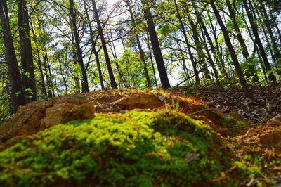 Trees in forest