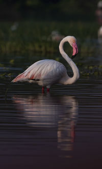 Flamingo the pink beautiful bird, symbol of strength and politeness