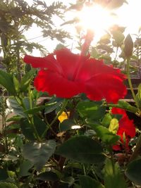 Close-up of red hibiscus blooming outdoors