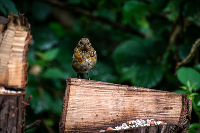 Close-up of fledgling robin perching on wooden post