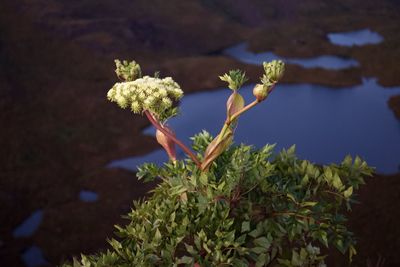 Close-up of flowering plant