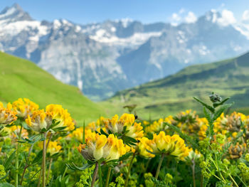 Yellow flowering plants on field against mountains