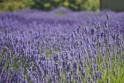 Close-up of purple flowers blooming in field