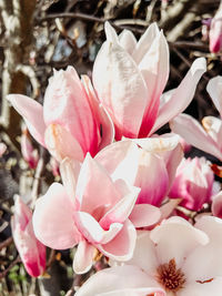 Close-up of white flowers