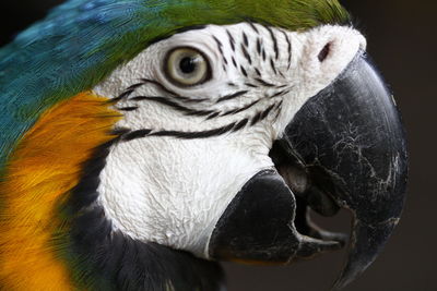 Close-up portrait of macaw against black background