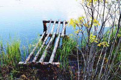 Plants growing on field by lake