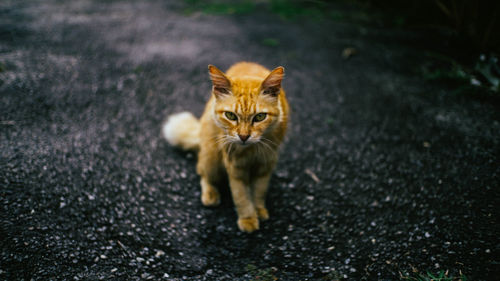 Portrait of cat on road