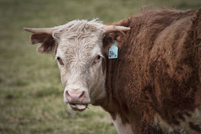 Close-up of cow looking at camera