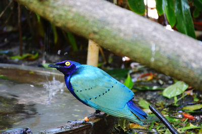 Close-up of bird perching on tree