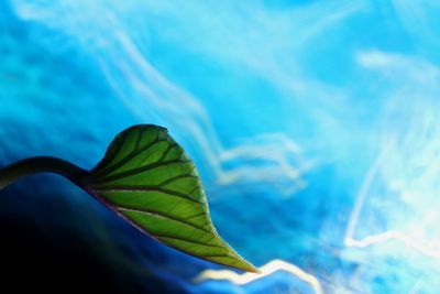 Close-up of leaves against blue water