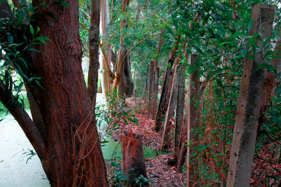 Trees in forest