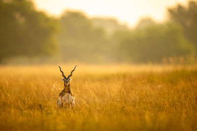 View of deer on field