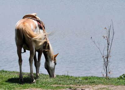 Horse standing in water