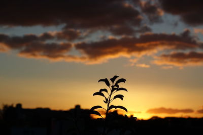 Close-up of silhouette plant against sky at sunset