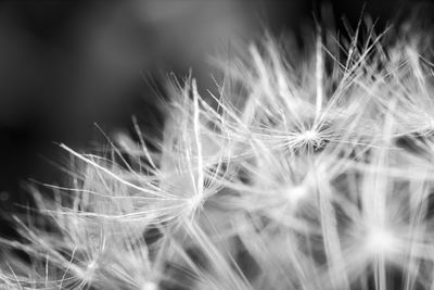 Close-up of dandelion against blurred background