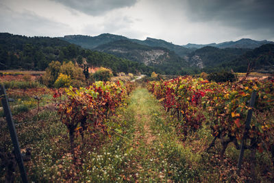 Scenic view of vineyard against sky