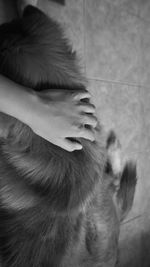 Close-up of dog with hand