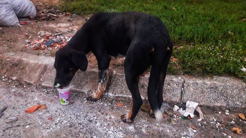 View of dog drinking water