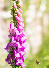 Close-up of insect on pink flowering plant