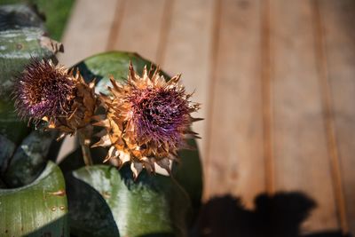 Close-up of purple flowering plant