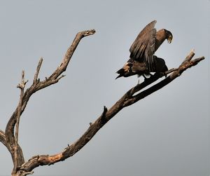 Low angle view of eagles mating on bare tree against clear sky