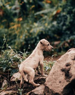 Dog looking away on tree