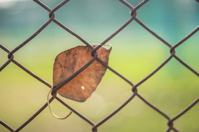 Close-up of chainlink fence