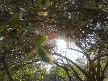 Low angle view of tree against sky