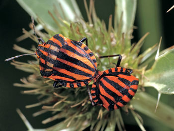 Close-up of butterfly on plant